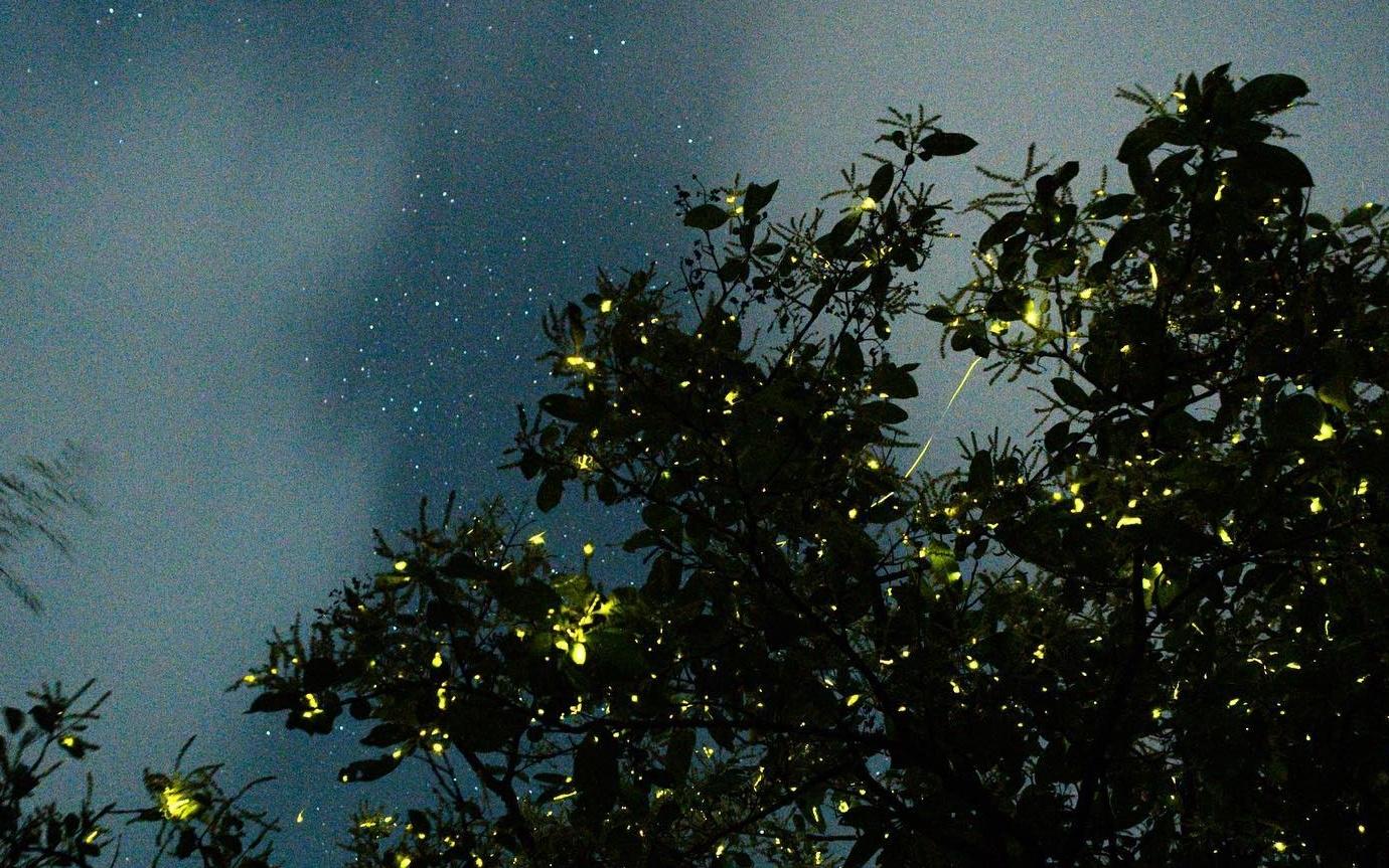 Een betoverend nachtelijk tafereel met vuurvliegjes die licht geven tussen de bladeren van bomen, tegen een achtergrond van een sterrenhemel.