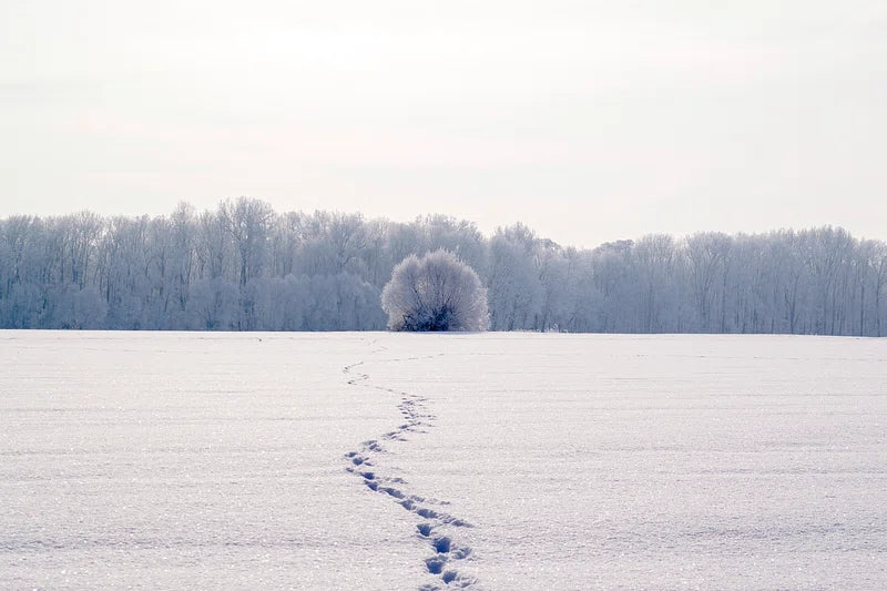 Een winterlandschap met een uitgestrekt veld bedekt met een glinsterende laag sneeuw. Een rij bomen in de verte, met een enkele boom in het midden van de horizon. Voetsporen slingeren door de sneeuw naar de bomen toe.